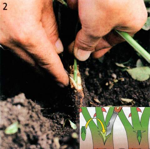 Kỹ thuật trồng cây